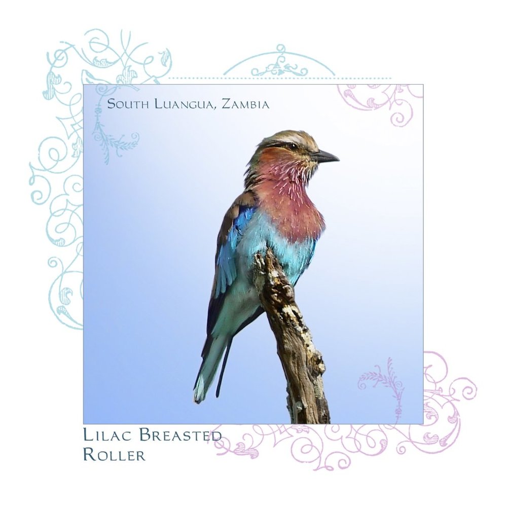 Colorful Bird 5x5 Luster Photographic Art Print, Lilac Breasted Roller, Zambia